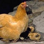 Курица наседка с цыплятами